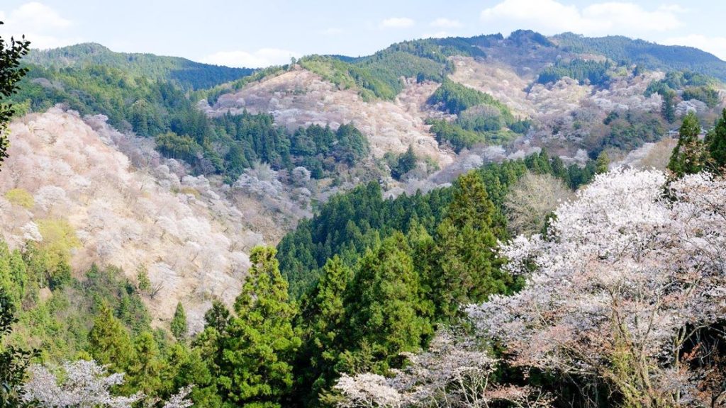 Miyoshino Jozo - Hanatomoe Jundaidai Junmai Daiginjo