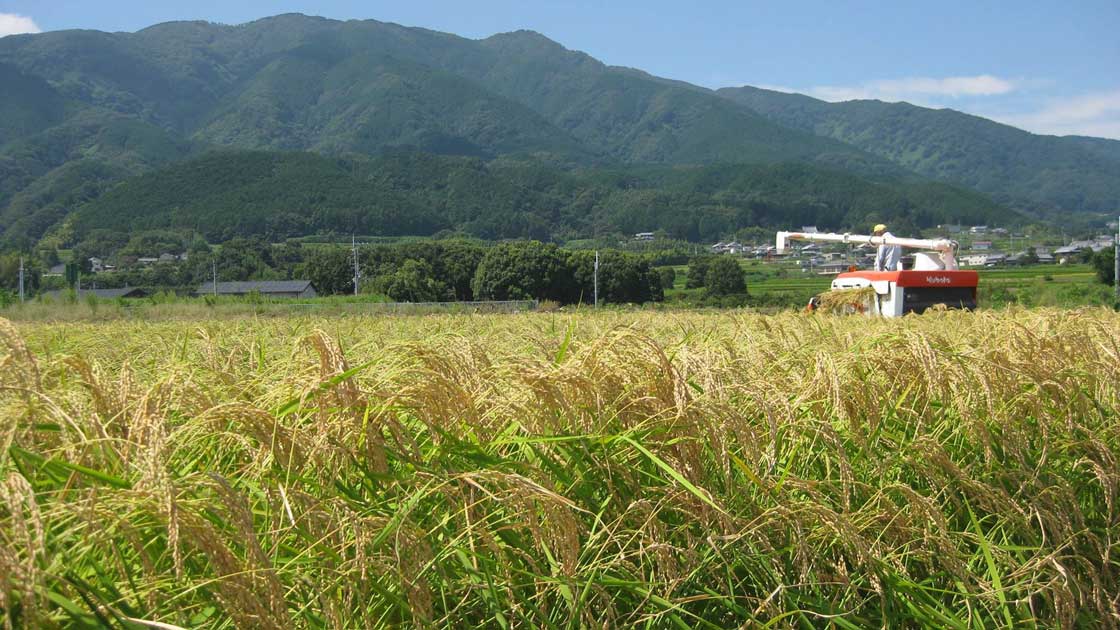 Miyoshino Jozo - Hanatomoe 'Splash' Junmai Daiginjo